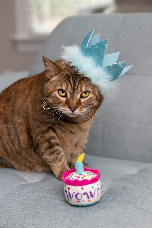 Kittybelles Mewow Cake