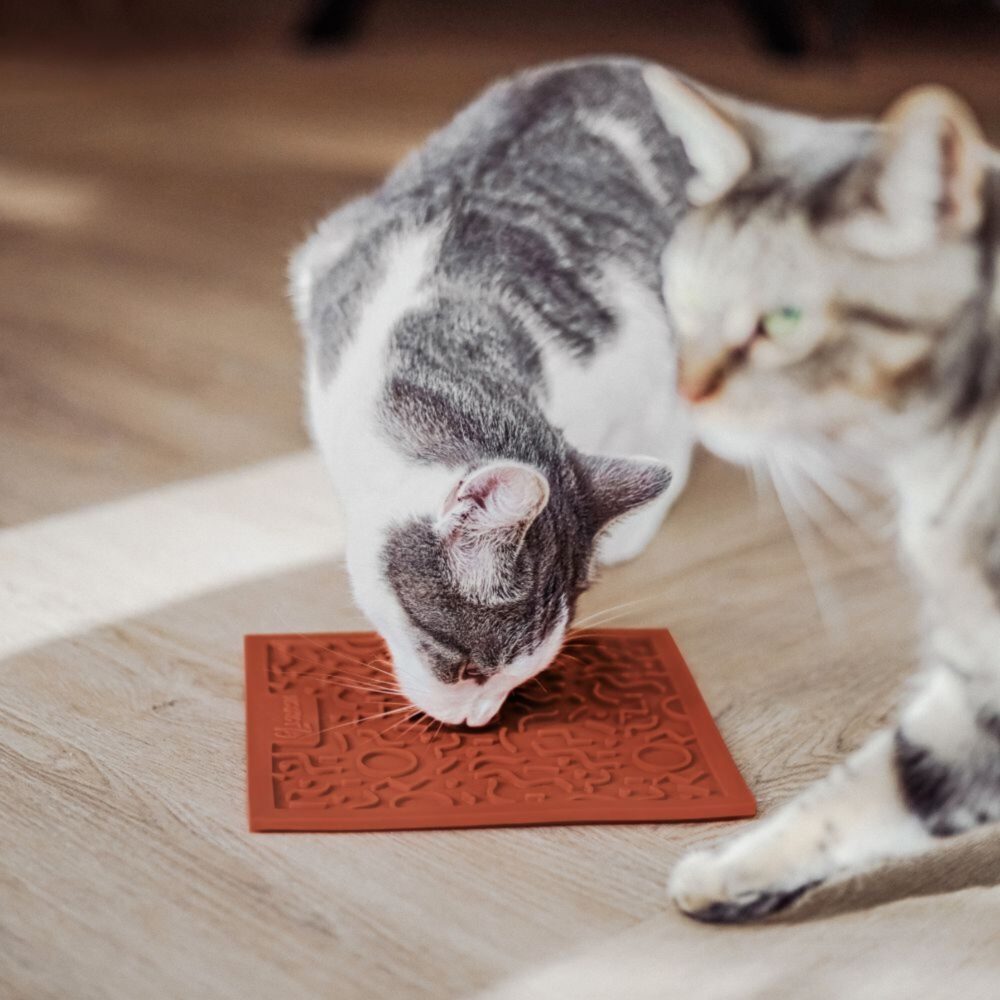 District 70 Quest Likmat Voor Katten Terra