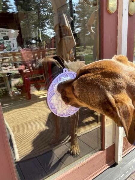 Sodapup Lickmat Lotus with Suction Cups – Licht Paars